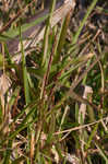 St. Augustine grass